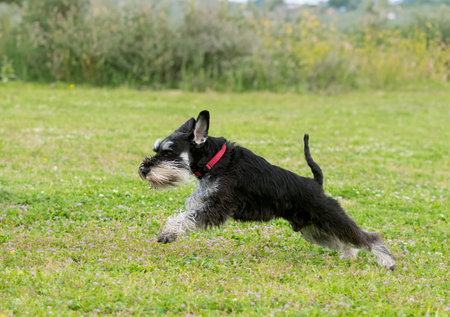 miniature schnauzer training for obedience discipline in a clubの写真素材