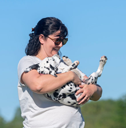 puppy dalmatian is training for obedience competition in a clubの写真素材