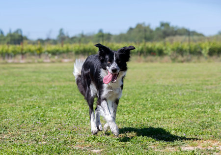 dog training for obedience discipline with a border collieの写真素材