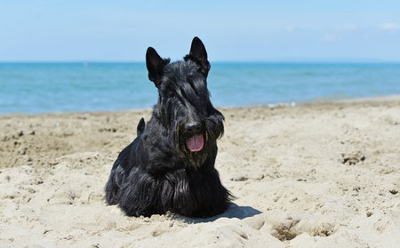 scottish terrier running on the beach in summerの写真素材