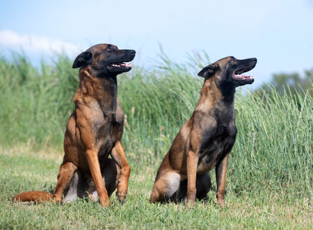 young belgian shepherds walking in the natureの写真素材