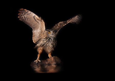 Eurasian eagle-owl in front of nature backgroundの写真素材