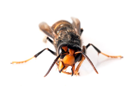 asian hornet in front of white backgroundの写真素材