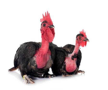 bantam Naked Neck chicken in front of white backgroundの写真素材
