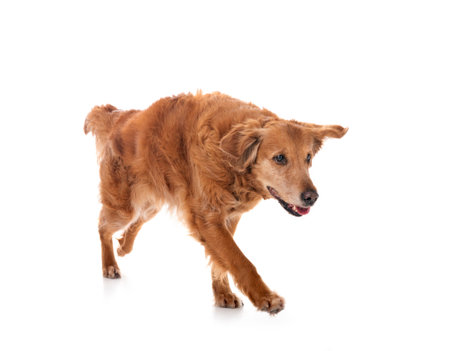 Golden retriever in front of white backgroundの写真素材