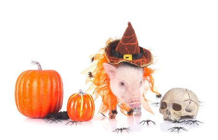 pink miniature pig in front of white backgroundの写真素材