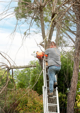 lumberjack on a ladder for cutting a tree