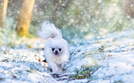 little chihuahua in the nature in winter