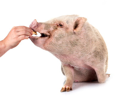 pink miniature pig in front of white backgroundの写真素材