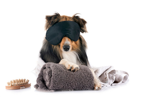 Shetland Sheepdog and wellbeing in front of white backgroundの写真素材