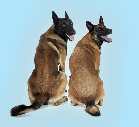 belgian shepherds in front of white backgroundの写真素材