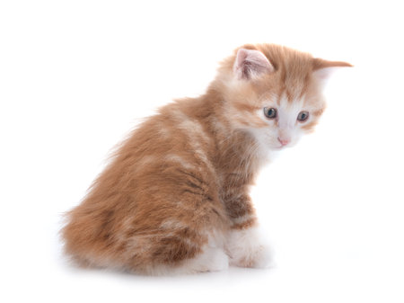 young Kurilian Bobtail in front of white backgroundの写真素材