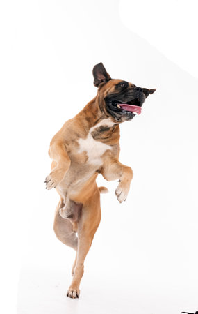 brown Boerboel and woman in front of white backgroundの写真素材