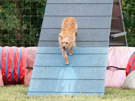 competition of agility with dog in autumnの写真素材