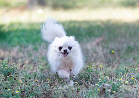 little chihuahua walking in the nature