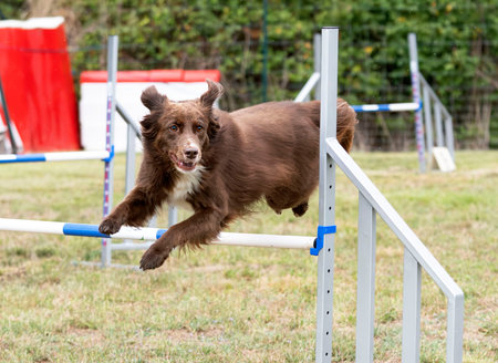 competition of agility with dog in autumn