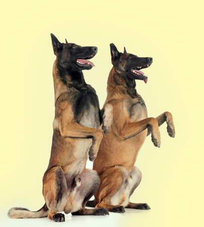 belgian shepherds in front of white backgroundの写真素材