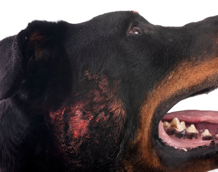 beauceron with hotspot in front of white backgroundの写真素材