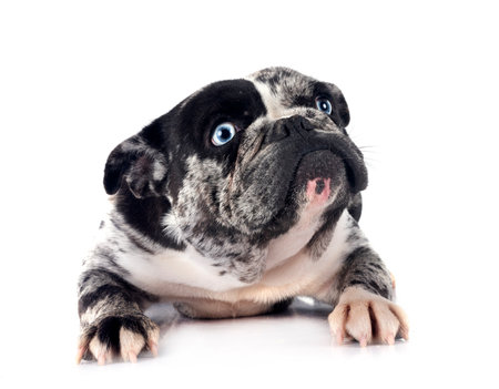 french bulldog in front of white backgroundの写真素材