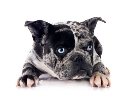french bulldog in front of white backgroundの写真素材