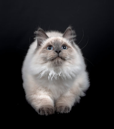siberian cat in front of black backgroundの写真素材
