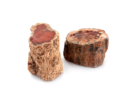 petrified wood in front of white background