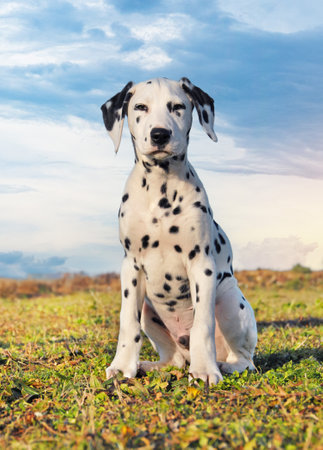 young dalmatian puppy sitting in natureの写真素材