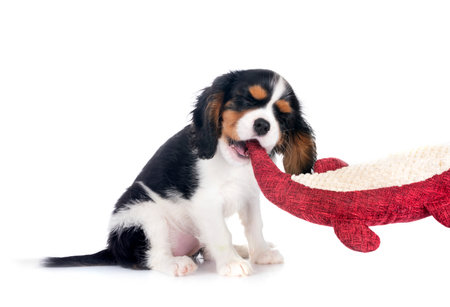 cavalier king charles in front of white backgroundの写真素材
