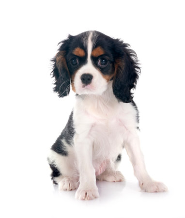 cavalier king charles in front of white backgroundの写真素材