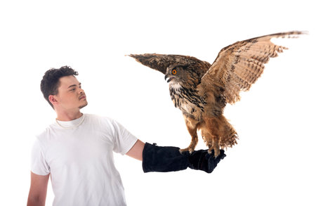 Eurasian eagle-owl in front of white backgroundの写真素材