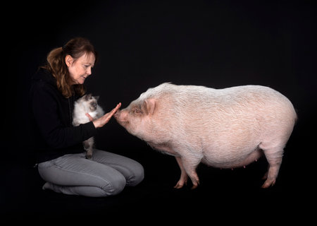 siberian cat, owner and pig in front of black backgroundの写真素材