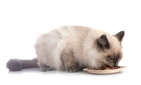 siberian cat eating in front of white backgroundの写真素材