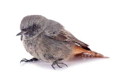 Black redstart in front of white background