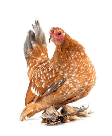 Booted Bantam in front of white backgroundの写真素材