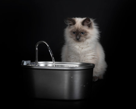 siberian cat in front of black backgroundの写真素材