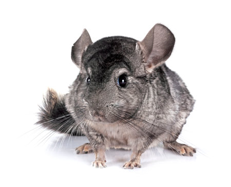 young Chinchilla in front of white backgroundの写真素材