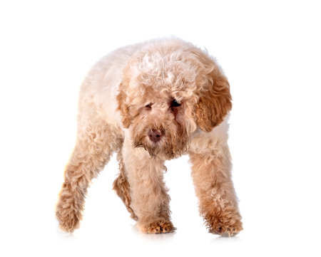 Romagna Water Dog in front of white background