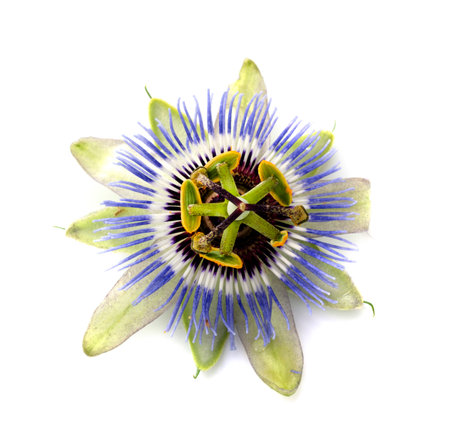 Passiflora plant in front of white backgroundの写真素材