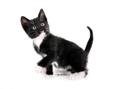 cute kitten in front of white backgroundの写真素材