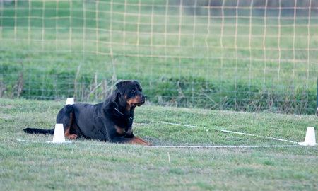 dog training for obedience discipline with a rottweilerの写真素材