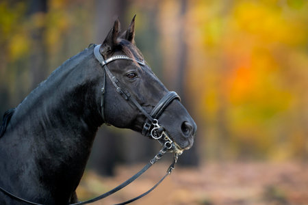 riding girl are training her black horseの素材