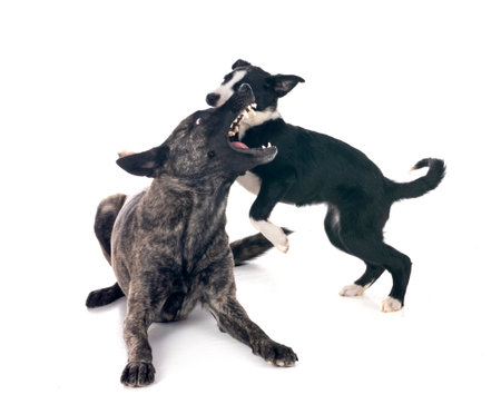Dutch Shepherd and puppy in front of white backgroundの写真素材
