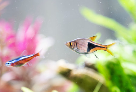 Harlequin rasbora in front of planted aquarium