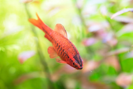 cherry barb in front of planted aquarium