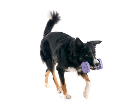 young border collie in front of white backgroundの写真素材