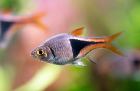Harlequin rasbora in front of planted aquariumの写真素材