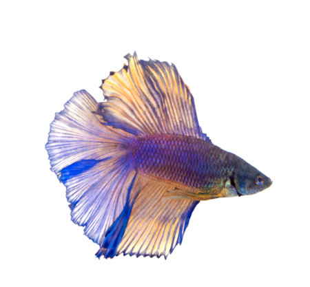 Siamese fighting fish in front of white backgroundの写真素材