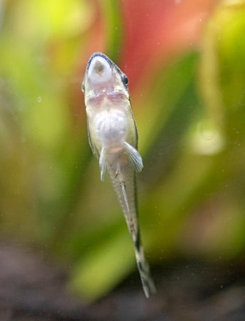 young Macrotocinclus in front of white backgroundの写真素材