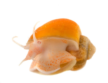 yello Pomacea in front of white backgroundの写真素材