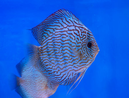 Symphysodon discus in front of white backgroundの写真素材